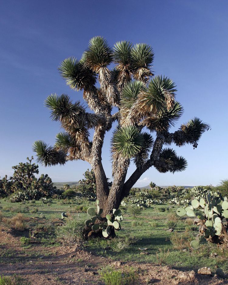 Yucca decipiens httpsuploadwikimediaorgwikipediacommonsthu
