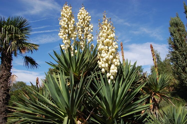 Yucca yucca plant Lifescape