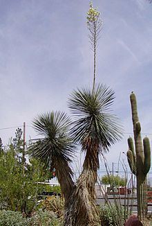 Yucca elata httpsuploadwikimediaorgwikipediacommonsthu