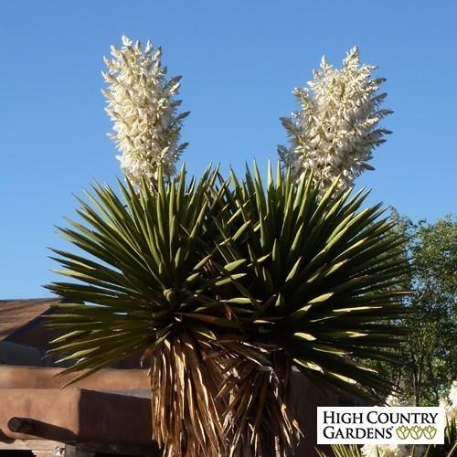 Yucca faxoniana mediahighcountrygardenscommediacatalogproduct