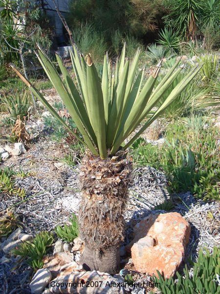 Yucca faxoniana Yucca faxoniana