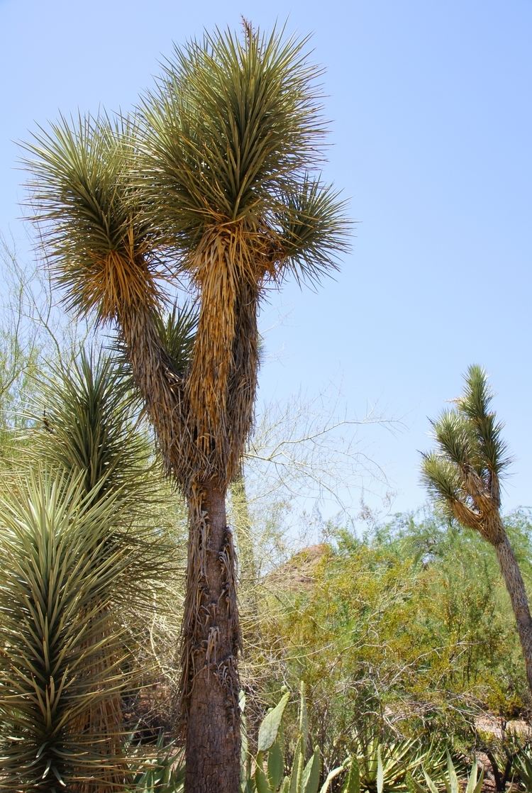 Yucca filifera - Alchetron, The Free Social Encyclopedia