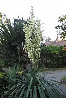 Yucca gloriosa httpsuploadwikimediaorgwikipediacommonsthu