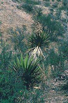 Yucca grandiflora httpsuploadwikimediaorgwikipediacommonsthu