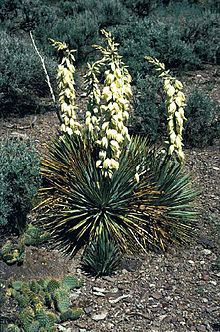 Yucca harrimaniae httpsuploadwikimediaorgwikipediacommonsthu