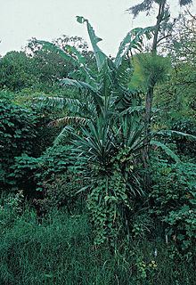 Yucca lacandonica httpsuploadwikimediaorgwikipediacommonsthu