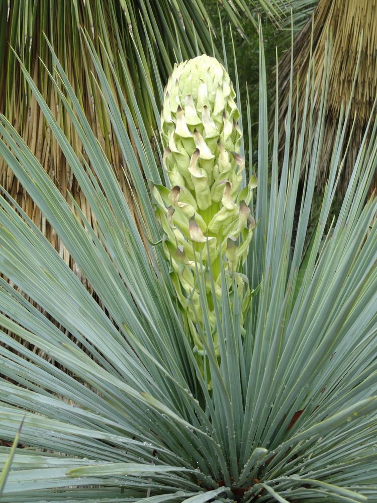 Yucca linearifolia httpsuploadwikimediaorgwikipediacommonsdd