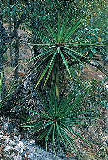 Yucca madrensis httpsuploadwikimediaorgwikipediacommonsthu