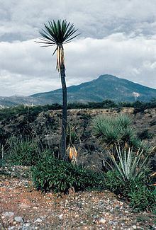 Yucca mixtecana httpsuploadwikimediaorgwikipediacommonsthu