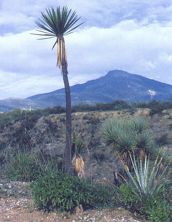 Yucca mixtecana mixtecana