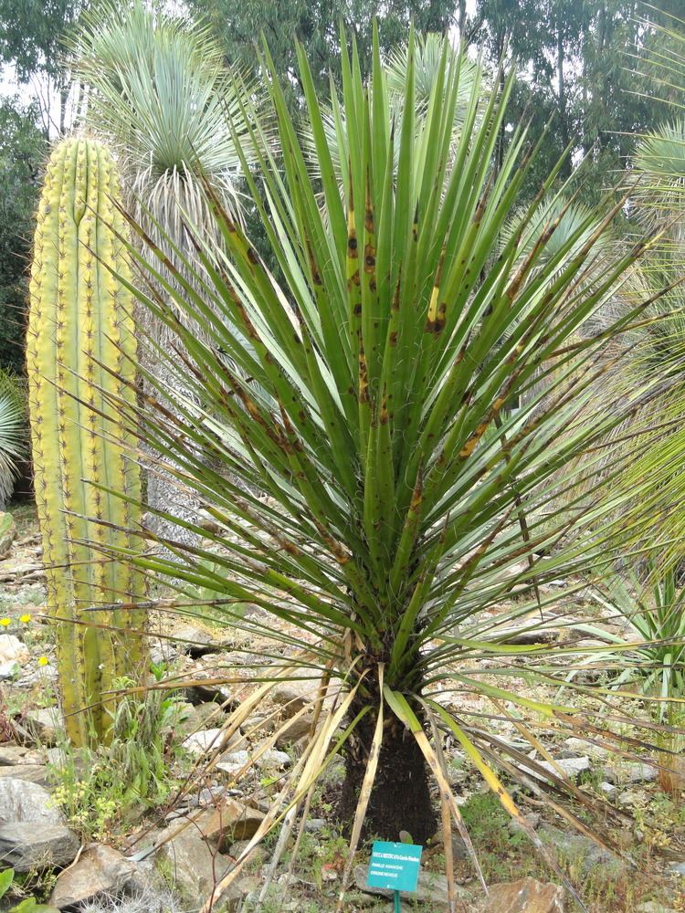 Yucca mixtecana FileYucca mixtecana Jardin doiseaux tropicaux DSC04881JPG