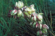 Yucca neomexicana httpsuploadwikimediaorgwikipediacommonsthu