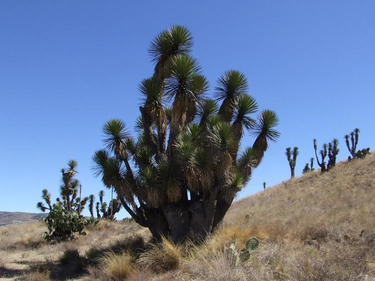 Yucca periculosa Tlaxcala