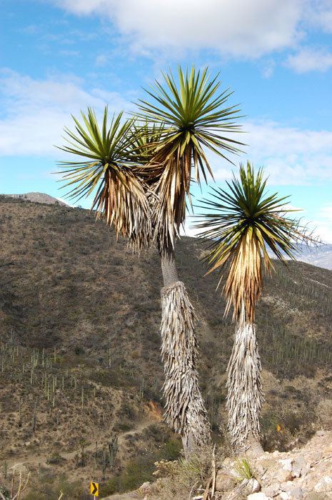 Yucca periculosa 4th December