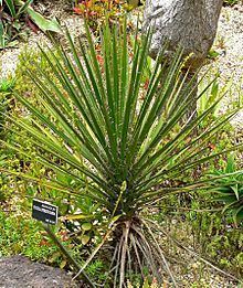 Yucca periculosa httpsuploadwikimediaorgwikipediacommonsthu