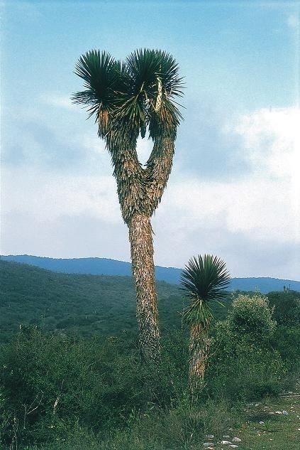 Yucca potosina httpsuploadwikimediaorgwikipediacommons22