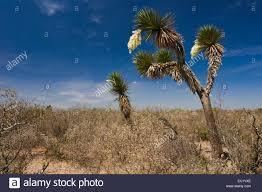 Image result for Yucca queretaroensis