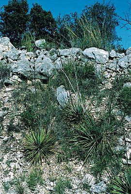 Yucca reverchonii httpsuploadwikimediaorgwikipediacommonsthu