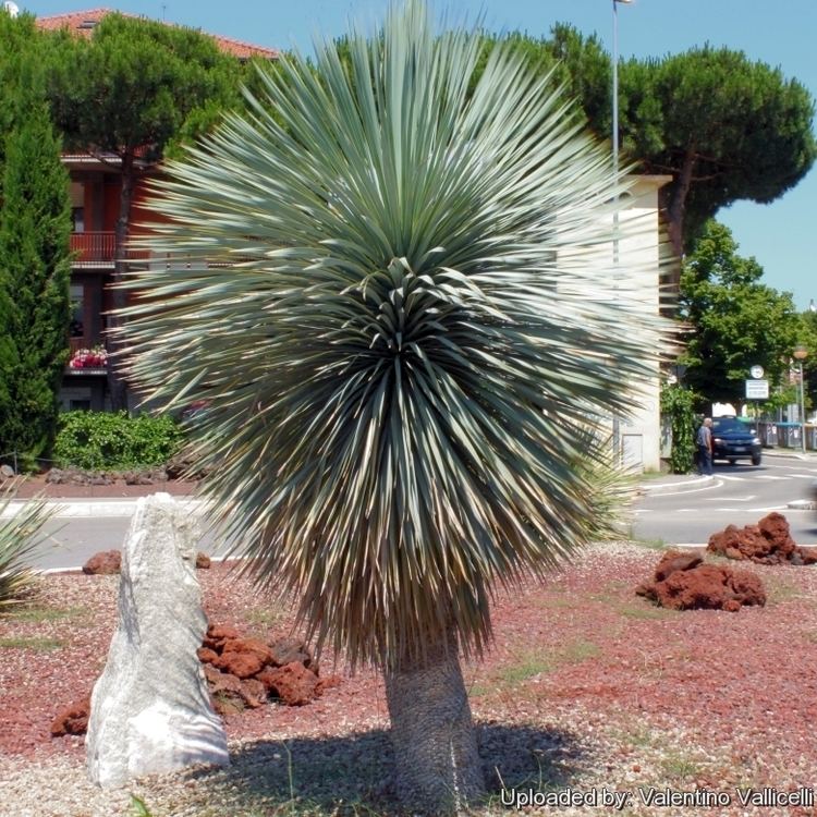 Yucca rostrata Yucca rostrata