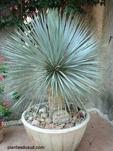 Yucca rostrata 17 Best ideas about Yucca Rostrata on Pinterest Yucca plant