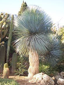 Yucca rostrata httpsuploadwikimediaorgwikipediacommonsthu