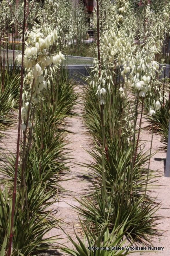 Yucca rupicola wwwmswncommediafbverplantsyuccarupicola000
