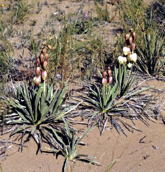 Yucca sterilis
