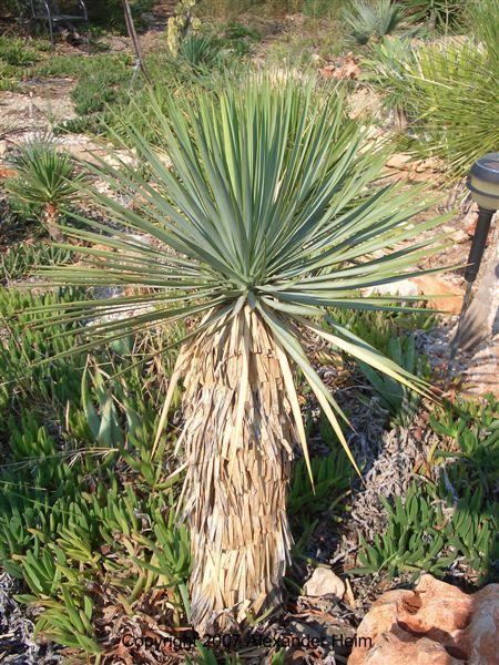 Yucca thompsoniana wwwbennyskaktusdkimagesotherspicturesAlexand