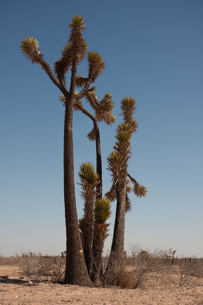 Yucca valida Baja California Tree YuccaDatilillo Yucca valida Agavace Flickr