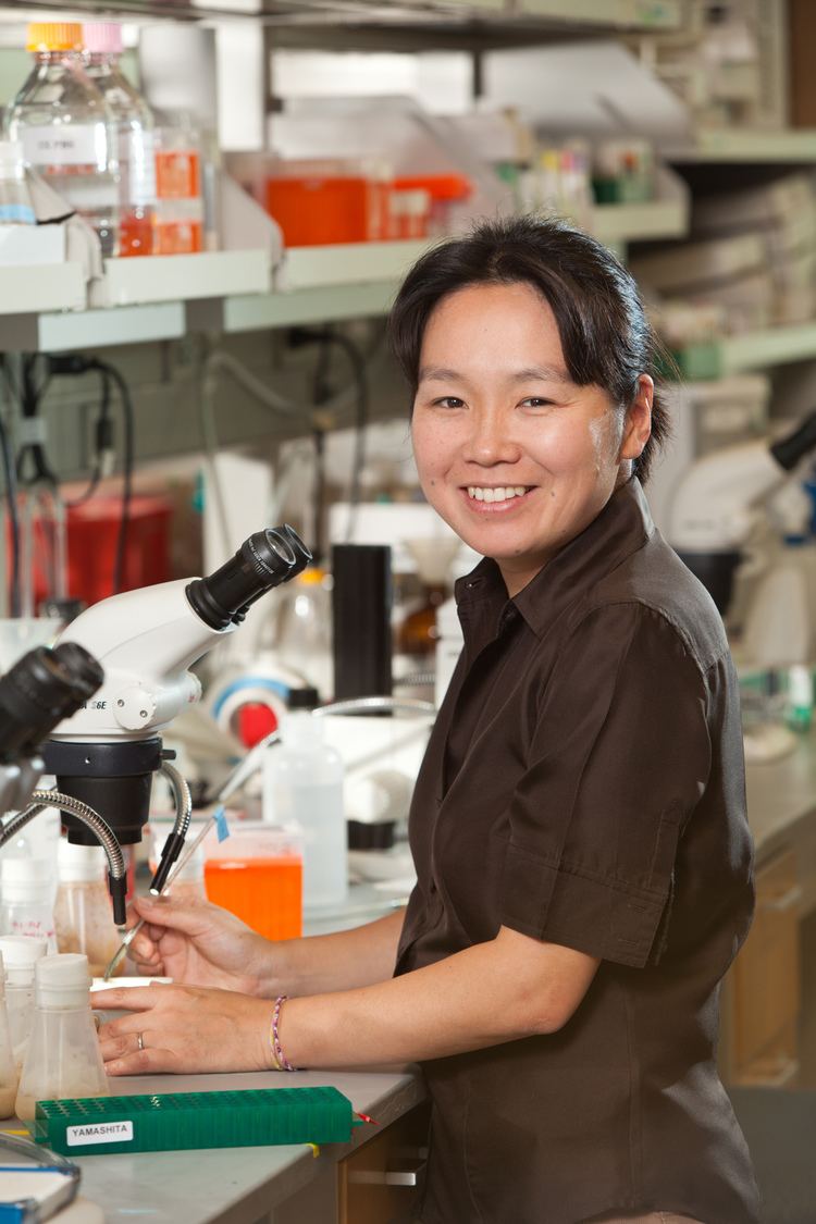 Yukiko Yamashita University of Michigan Stem Cell Research Experts List