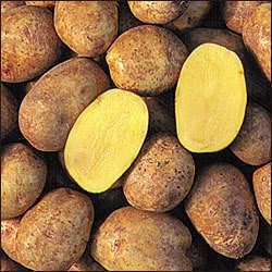 Yukon Gold (potato)