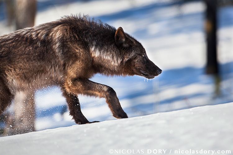 Yukon wolf Yukon Wolf Nicolas Dory Photography
