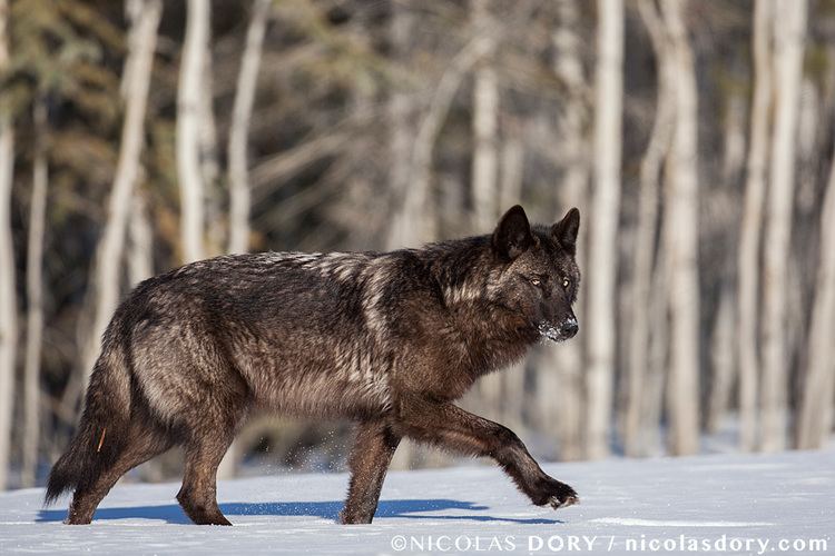 Yukon wolf Yukon Wolf Nicolas Dory Photography