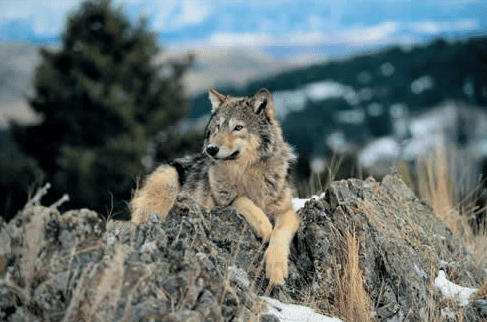 Yukon wolf Wolf
