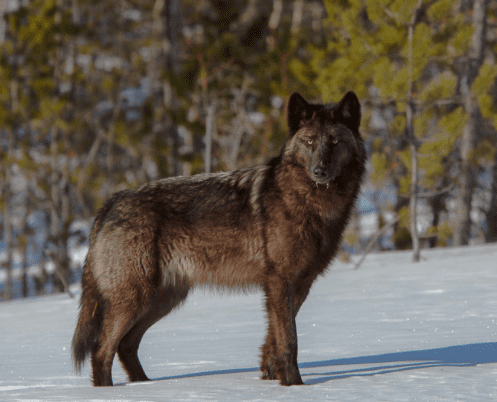 Yukon wolf wwwallthingscanidorgYukon20Wolf201png