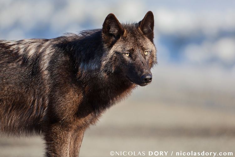 Yukon wolf Yukon Wolf Nicolas Dory Photography