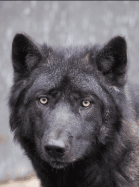 Yukon wolf Wolf