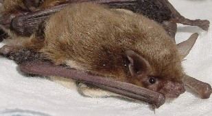 Yuma myotis Yuma Myotis Myotis yumanensis South Coast Bat Conservation Society