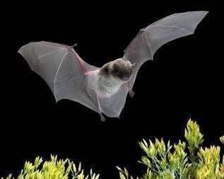 Yuma myotis Yuma Myotis One of the Bats Living Near Us GriffinNeighbors