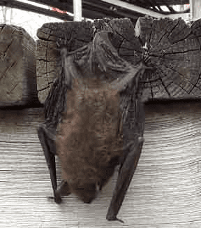 Yuma myotis Yuma Myotis Yuma Myotis Removal and Exclusion Information