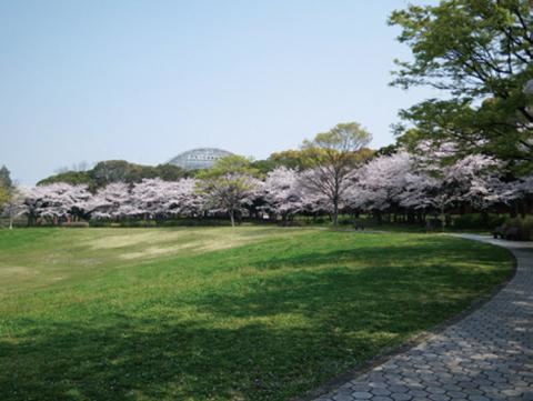 Yumenoshima Yumenoshima Park Official Tokyo Travel Guide GO TOKYO