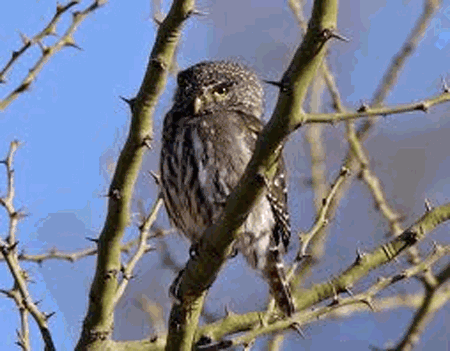Yungas pygmy owl wwwplanetofbirdscomMasterSTRIGIFORMESStrigida