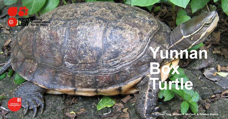 Yunnan box turtle Yunnan Box Turtle IUCN Red List 50