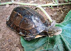 Yunnan box turtle httpsuploadwikimediaorgwikipediacommonsthu