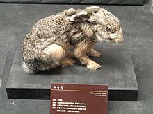 Yunnan hare httpsuploadwikimediaorgwikipediacommonsthu