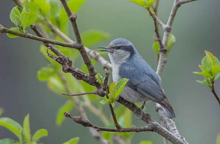 Yunnan nuthatch Yunnan Nuthatch Sitta yunnanensis videos photos and sound