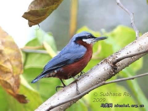 Yunnan nuthatch More on Sitta yunnanensis Yunnan Nuthatch