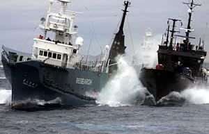 Yushin Maru No. 3 UnderwaterTimescom Whale Wars Japanese Whalers Claim Antiwhaling