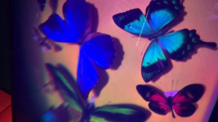 Yves Gentet ISDH 2015 Yves Gentet Butterfly Hologram YouTube
