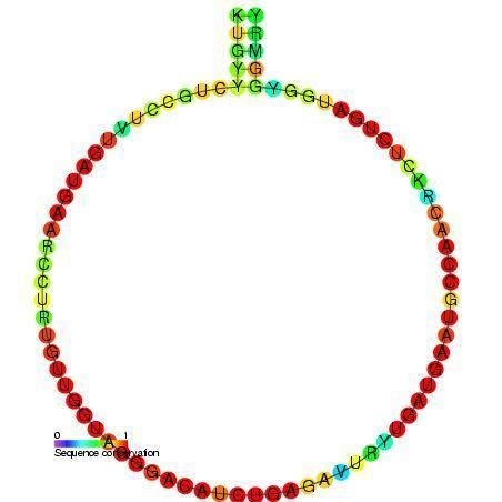 Z18 small nucleolar RNA